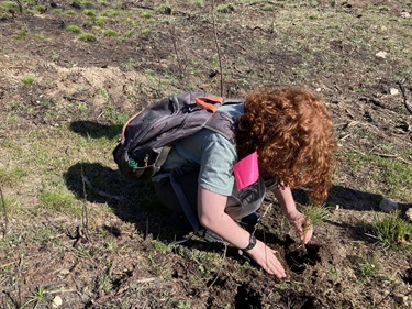 A student plants a tree in the dirt.