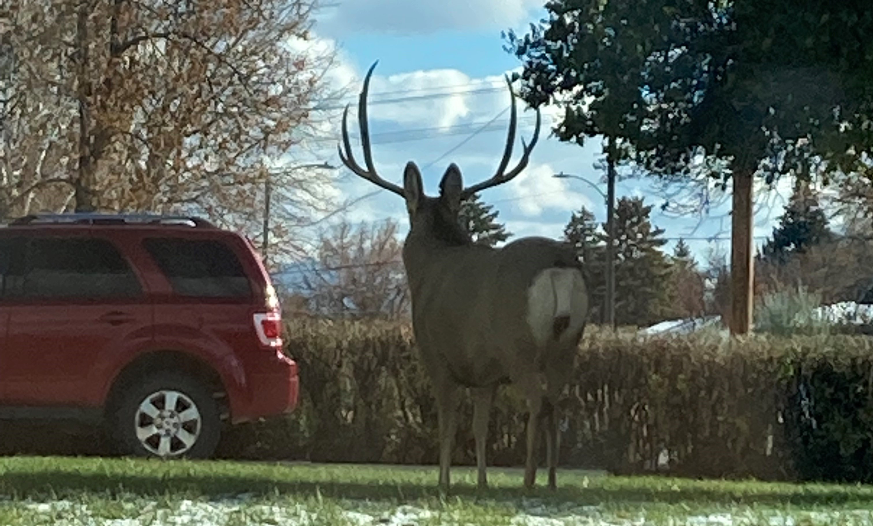 Deer Survey Returning In October - City Of Helena, MT