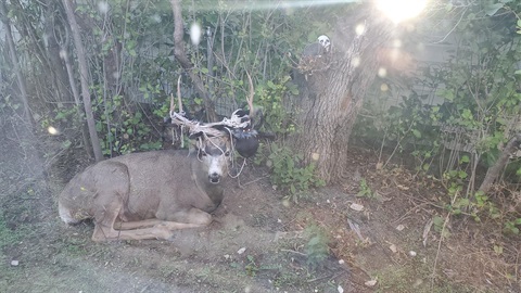 Mule deer buck lays on the ground with rope stuck on his antlers.